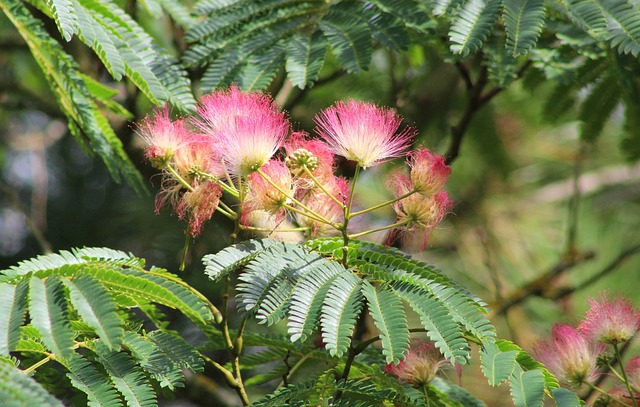 Albície hedvábná - Albizia julibrissin